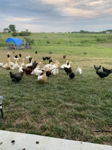 Locally grown chickens and eggs